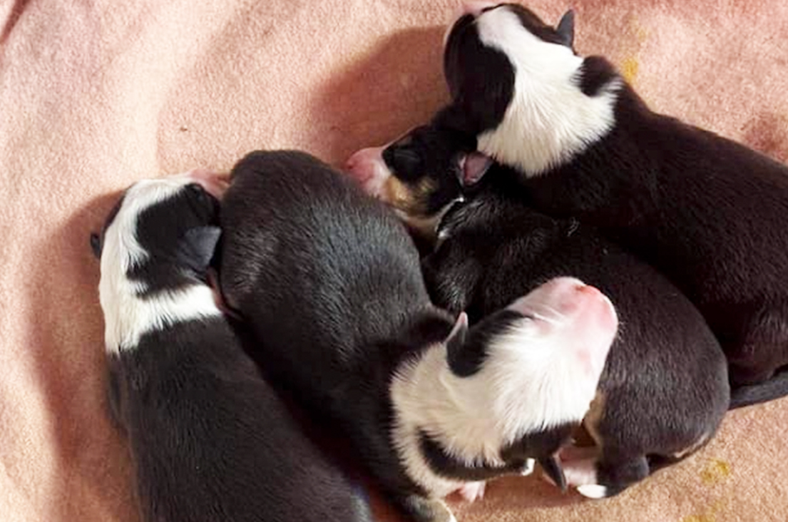 Working Dog Pups Working Dog Pups
